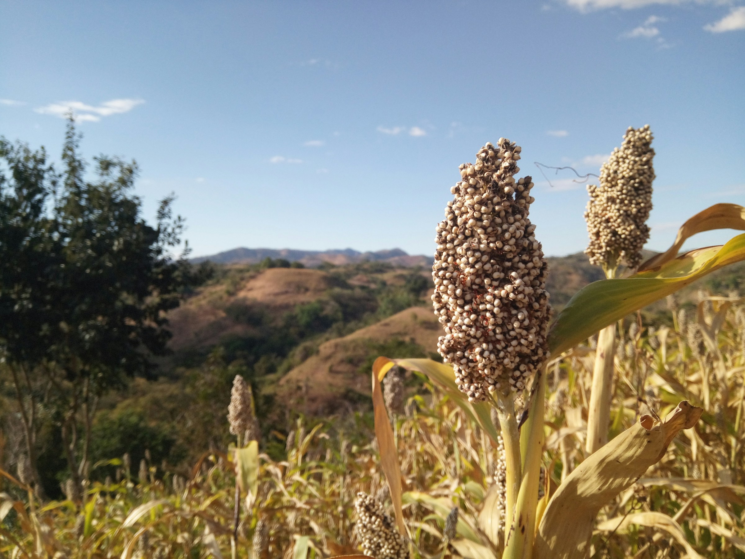 Precision-Harvested Sorghum growing in field